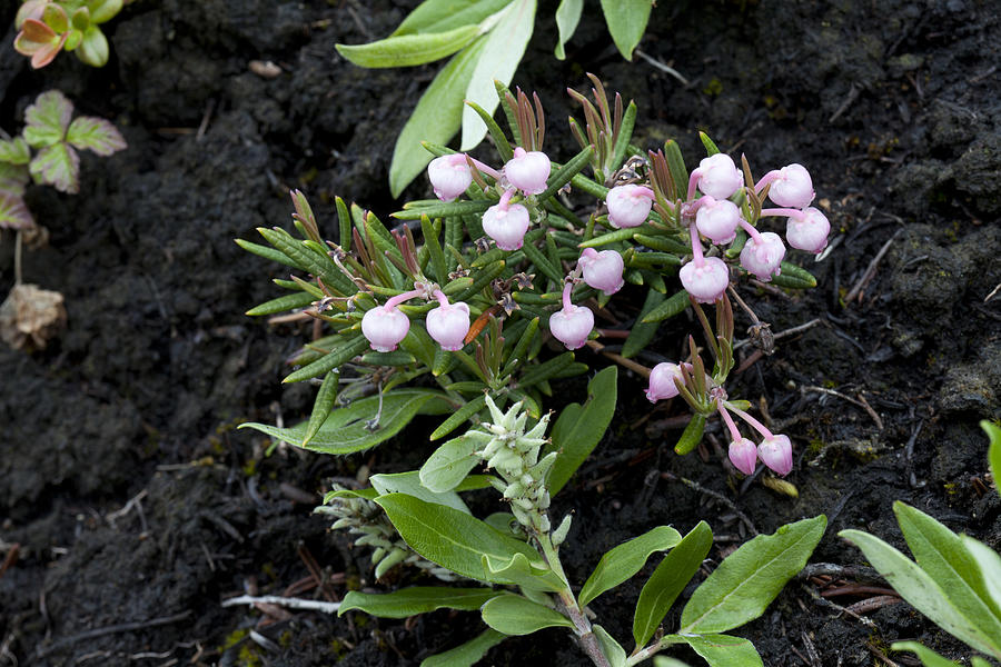 Bog Rosemary Photograph by Hal Horwitz