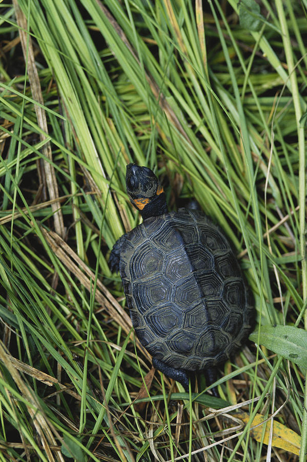 Bog Turtle Photograph by Paul J. Fusco
