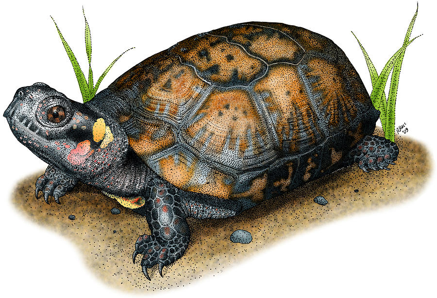 Bog Turtle by Roger Hall