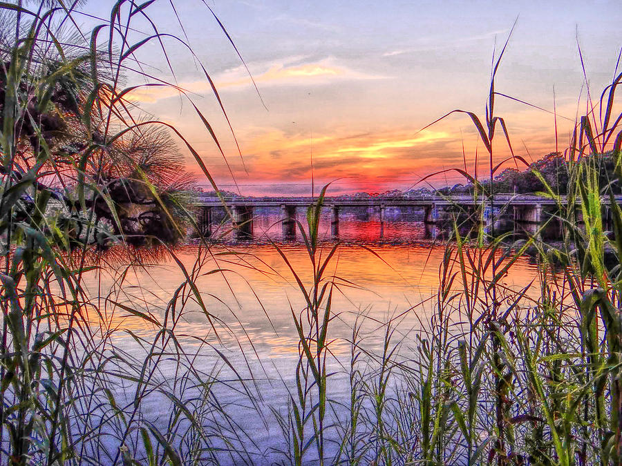 Boggy Bayou Dream Photograph by Tom DiFrancesca