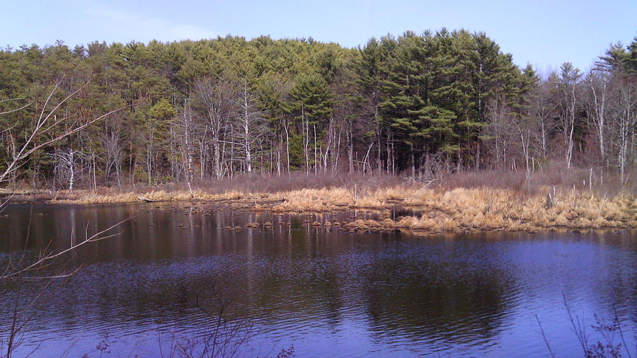 Boggy Marsh at Otter River Forest Photograph by Leann DeGrace