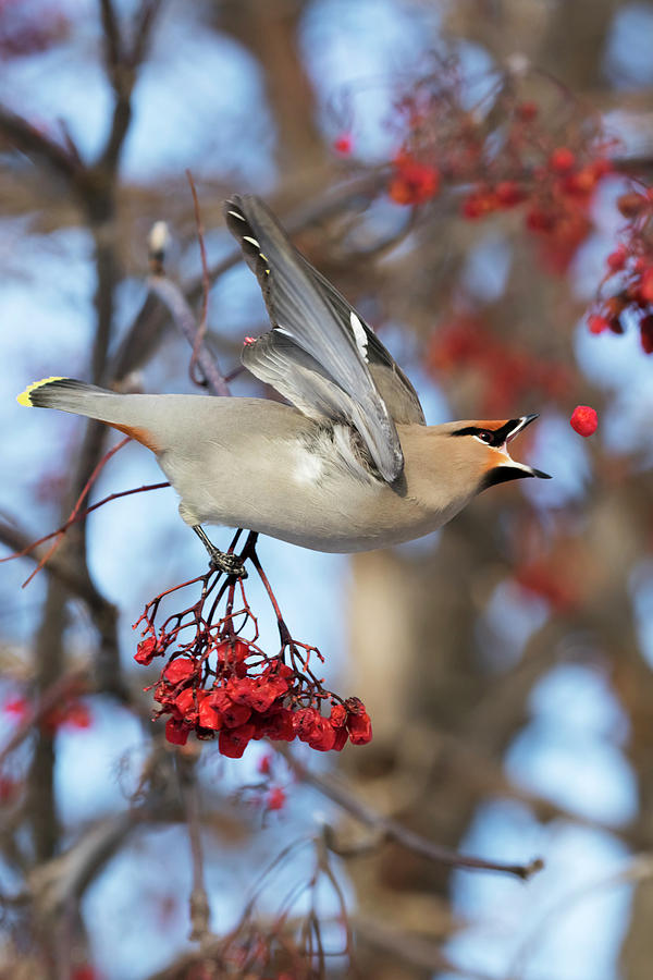 Bohemian Waxwing About To Catch Photograph by Doug Lindstrand