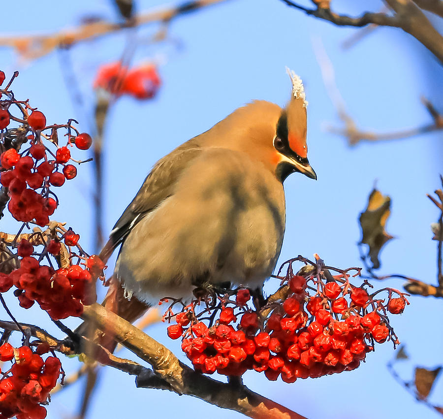 Bohemian Waxwing And Mountain Ash Photograph by Sam Amato