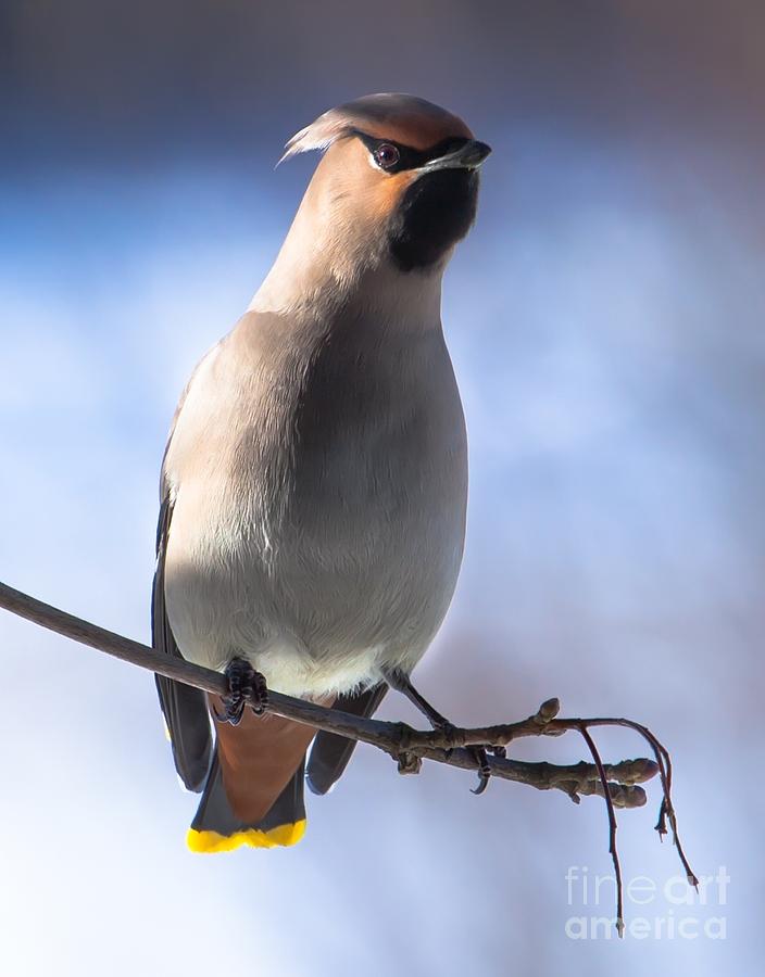 Bohemian Waxwing Blue Photograph by Rose-Maries Pictures