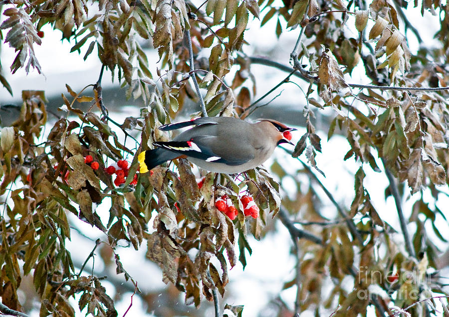 Bird Photograph - Bohemian Waxwing Eating Berries by Terry Elniski
