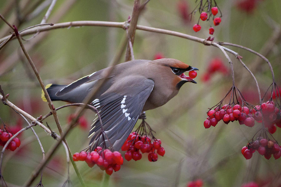 Bohemian Waxwing Photograph by Image By Bill Brooks