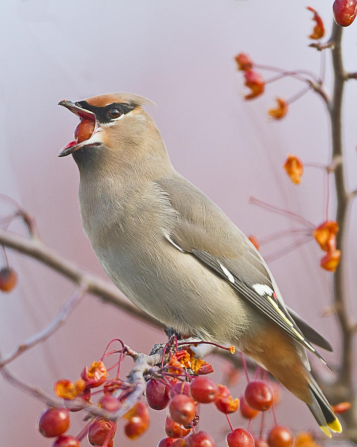 Wildlife Photograph - Bohemian Waxwing by John Vose