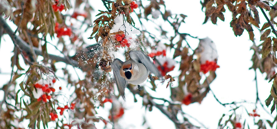 Bohemian Waxwing Takes Off Photograph by Terry Elniski