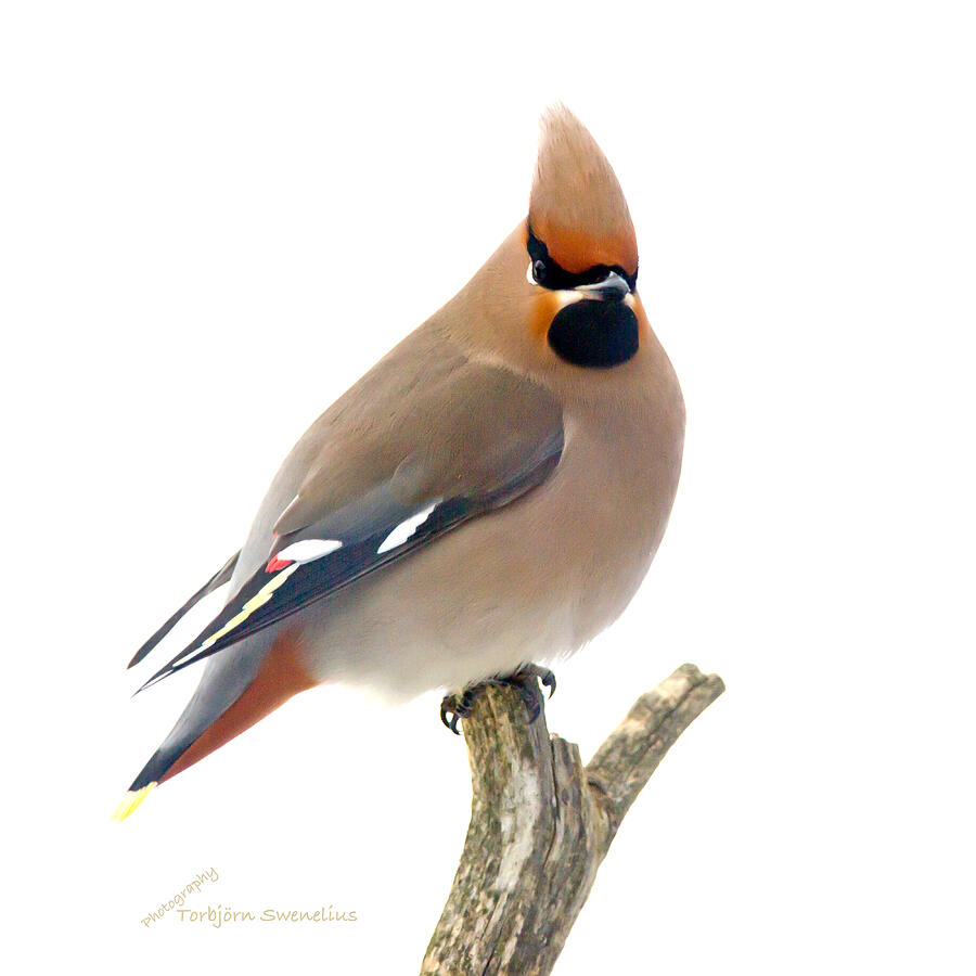 Bohemian Waxwing Photograph by Torbjorn Swenelius