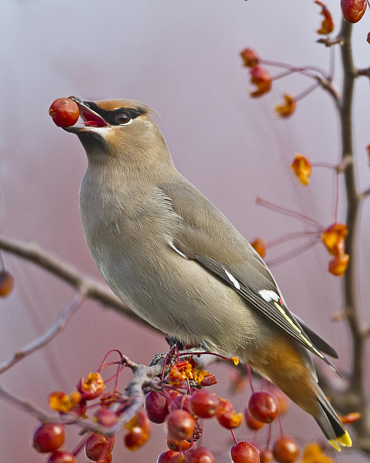 Bohemian Waxwing with Fruit Photograph by John Vose