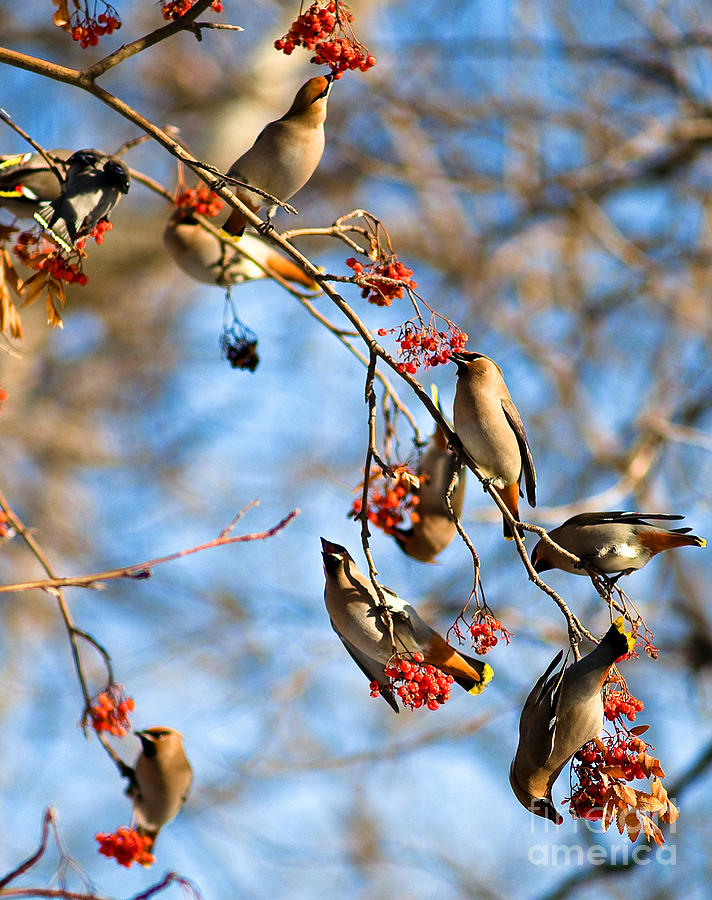 Wildlife Photograph - Bohemian Waxwings Eating Berries 2 by Terry Elniski