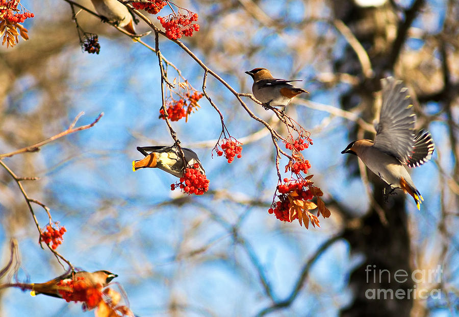 Wildlife Photograph - Bohemian Waxwings Eating Berries 3 by Terry Elniski