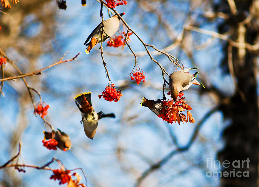 Bohemian Waxwings Eating Berries 4 Photograph by Terry Elniski