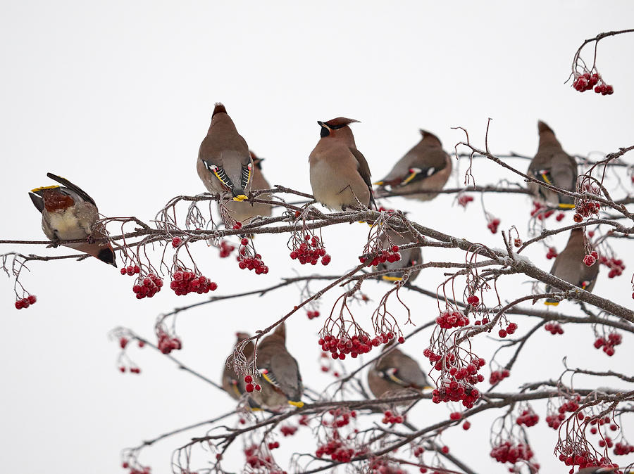 Winter Photograph - Bohemian waxwings eating rowan berries by Jouko Lehto
