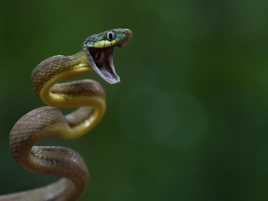 Snake Photograph - Boiga Cyanea by Thor Hakonsen