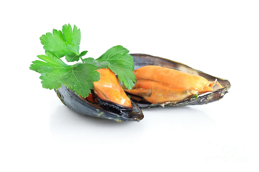 Boiled Mussels Isolated Over White Background Photograph by Antonio Scarpi