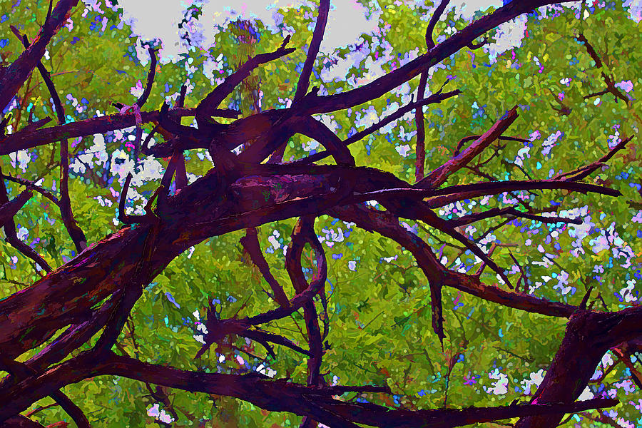 Bois D'Arc Photograph by Gary Holmes Fine Art America