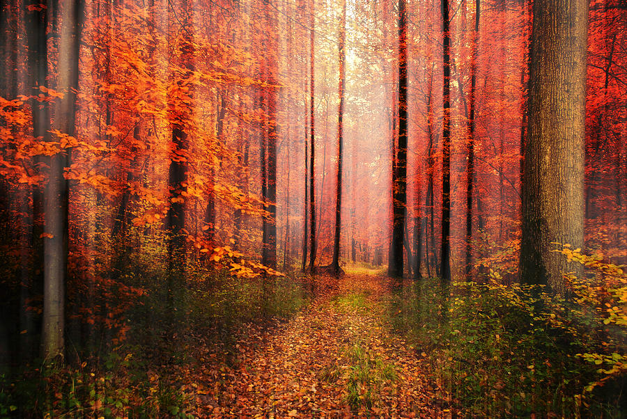 Bois Fontainebleau by Olivier Reynes Photography