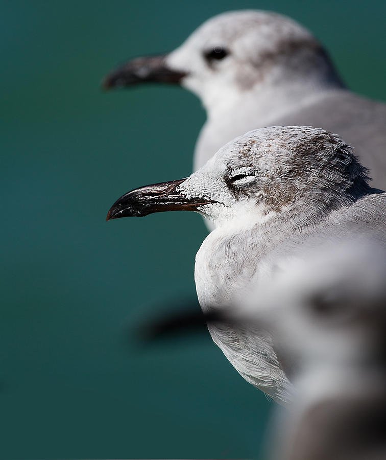 Nature Photograph - Bokehliceous Gulls Florida Keys by Mr Bennett Kent