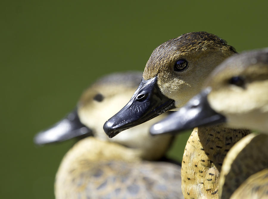 Animal Photograph - Bokehlicious Ducks by Mr Bennett Kent