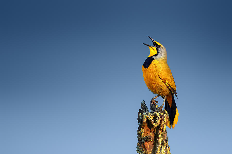Bokmakierie bird calling Photograph by Johan Swanepoel