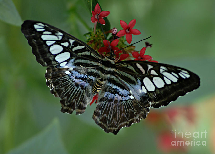Butterfly Photograph - Bold And Beautiful by Bob Christopher