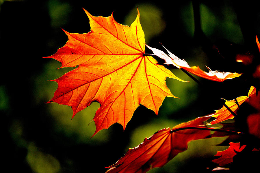Fall Photograph - Bold and Beautiful by Thomas Shockey