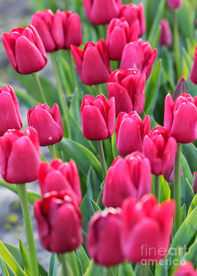 Bold and Beautiful Tulips Photograph by Carol Groenen