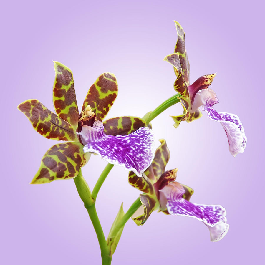 Bold and Beautiful - Zygopetalum Orchid Photograph by Gill Billington