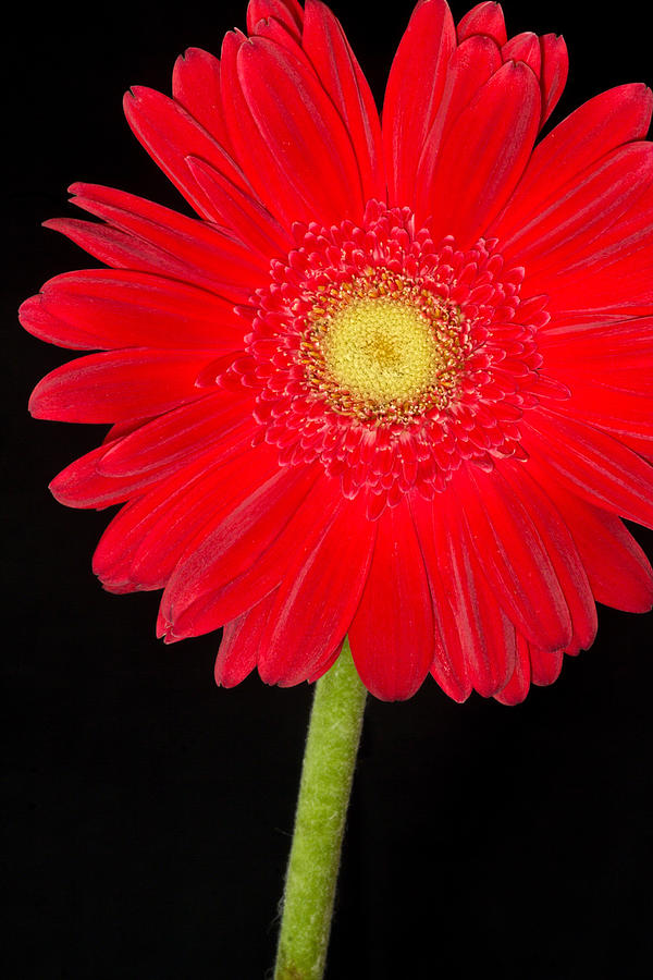 Bold And Cheerful Photograph by Dawn Currie