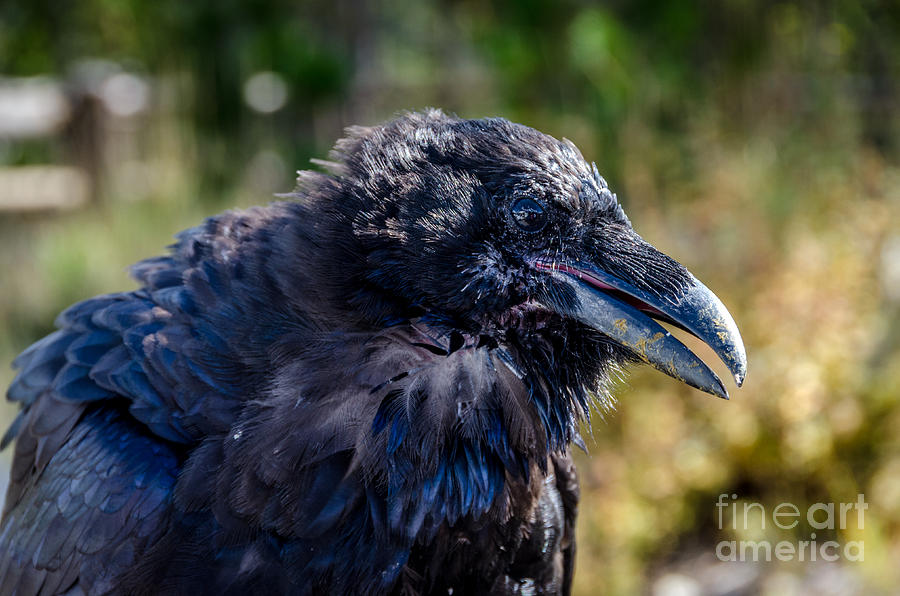Bold and Demanding Raven Photograph by Debra Martz