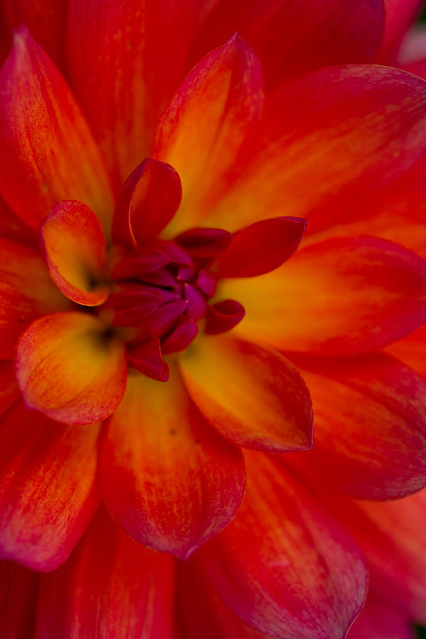 Bold Colors Bright Flowers Photograph by Kathleen Odenthal - Fine Art ...