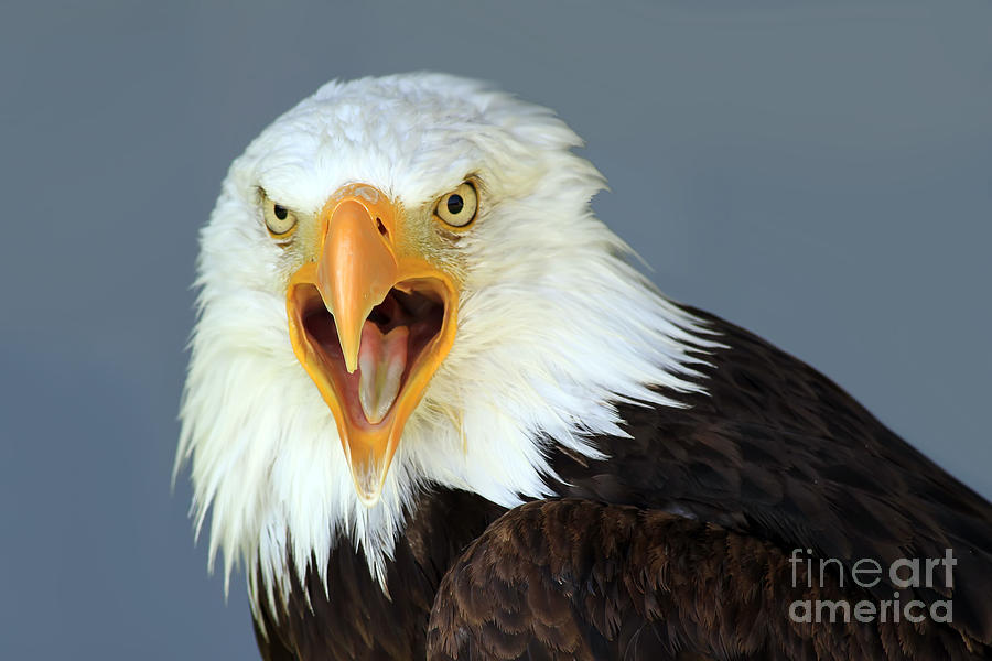 Bald Eagle Photograph by Teresa Zieba