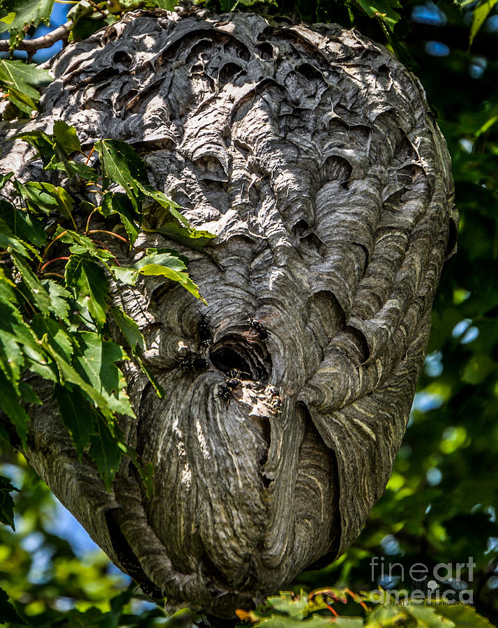 Bold Faced Hornet Nest Photograph by Ronald Grogan