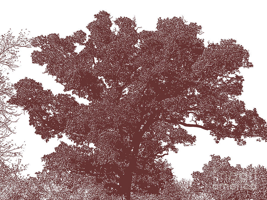 Bold Maroon Tree Photograph by Minding My Visions by Adri and Ray | Pixels