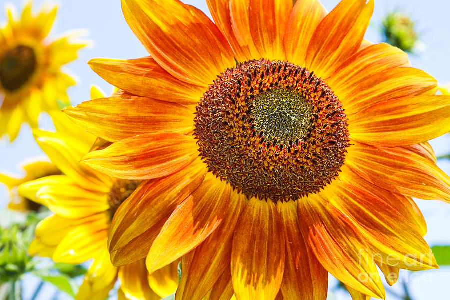 Bold Sunflower Photograph by Mimi Ditchie