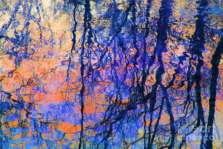 Bold Tree Reflections Photograph by Karen Adams