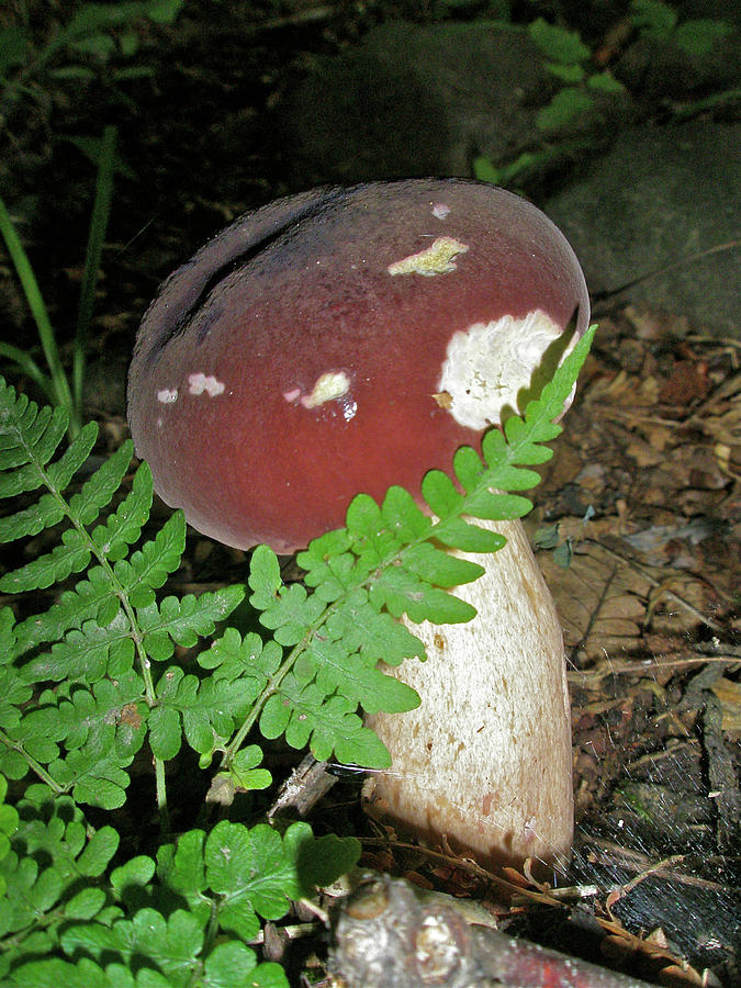 Bolete Mushroom and Fern Photograph by Carol Senske