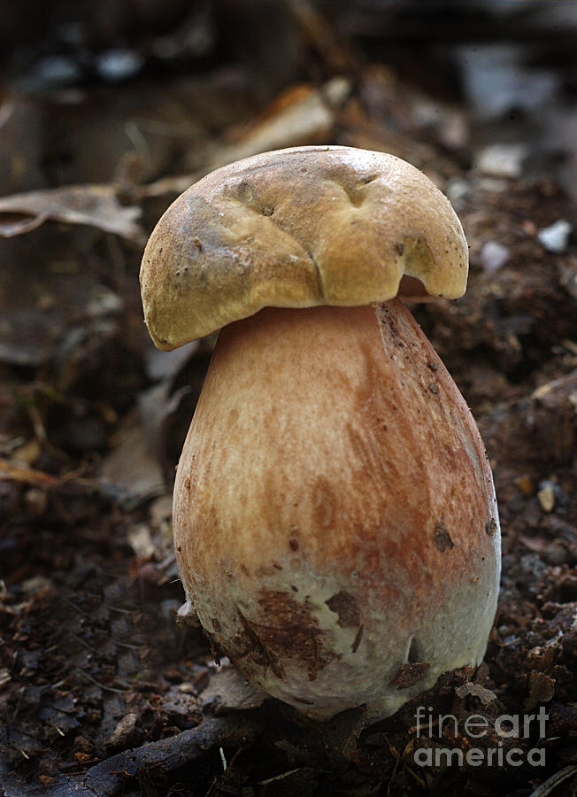 Nature Photograph - Boletus Edulis Mushroom by Susan Leavines