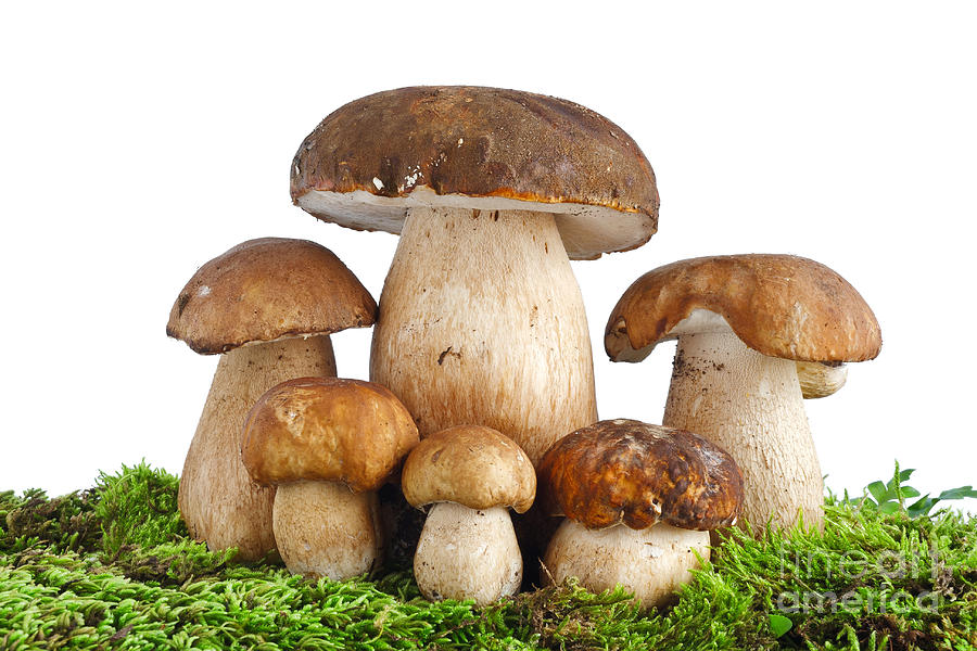 Boletus Edulis mushrooms Photograph by Antonio Scarpi