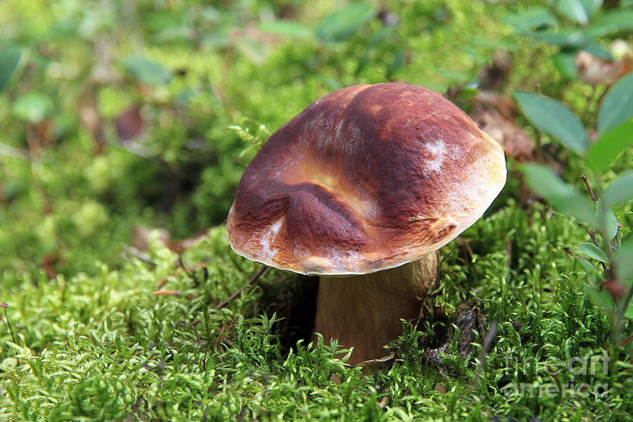 Mushroom Photograph - Boletus edulis  by Teresa Zieba