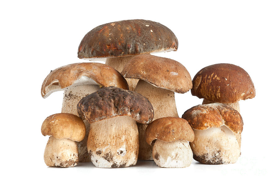 Boletus mushroom Photograph by Antonio Scarpi