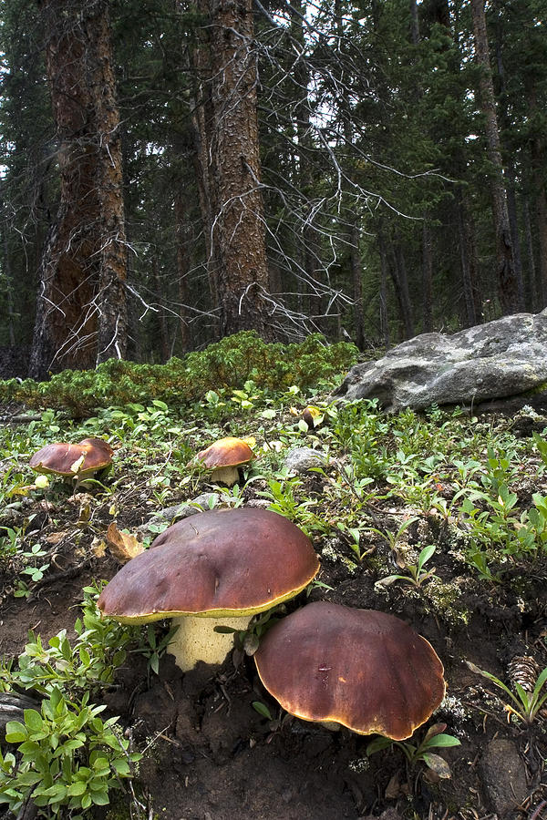 Boletus Mushrooms Photograph by Gregory Ochocki