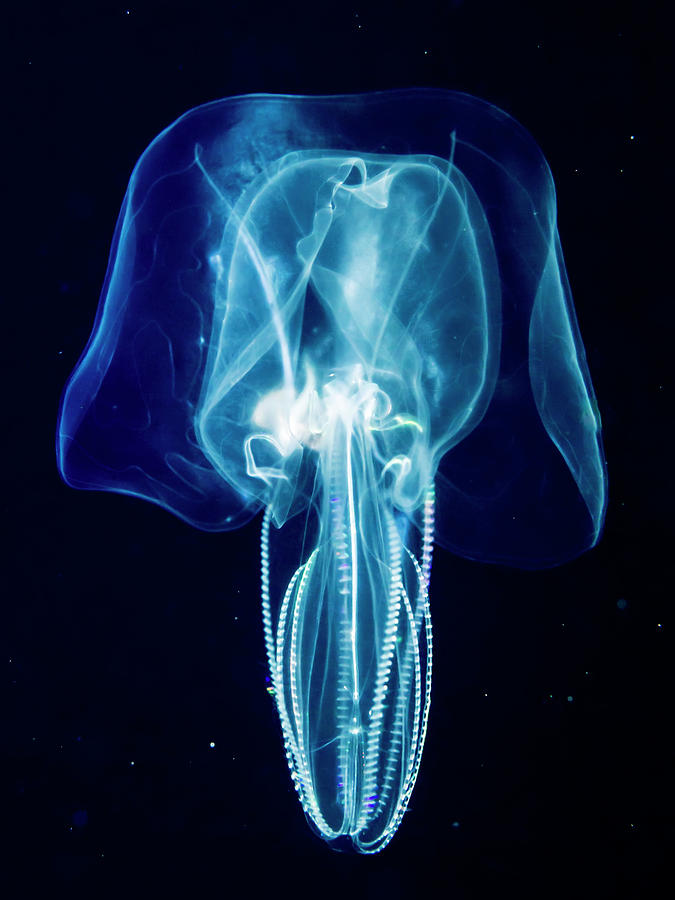 Bolinopsid Comb Jelly  Ctenophore  That Photograph by Thomas Kline
