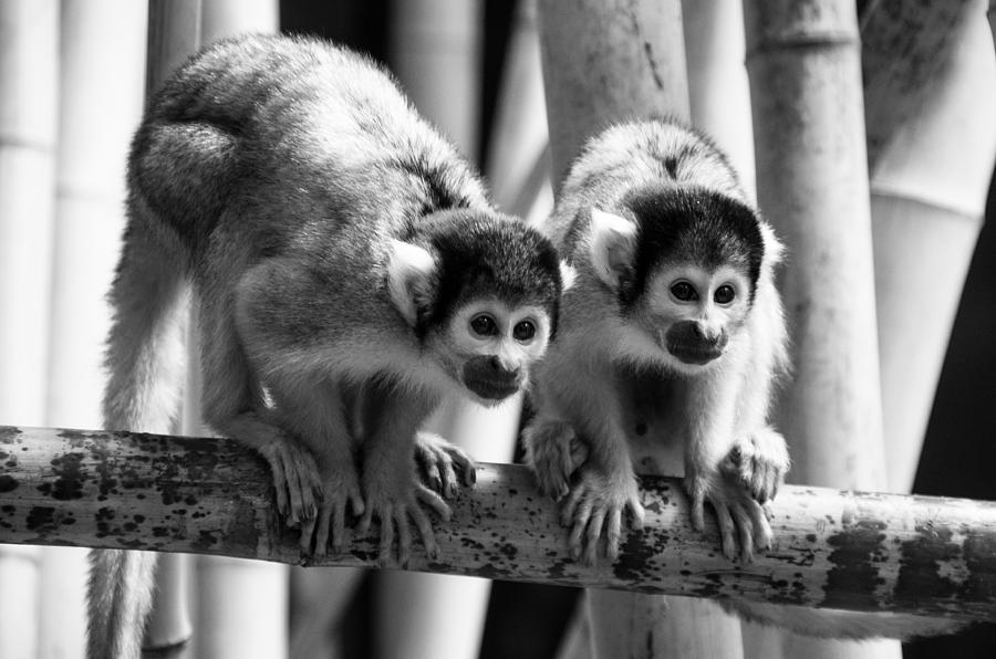 Bolivian Squirrel Monkeys Photograph by Martina Fagan