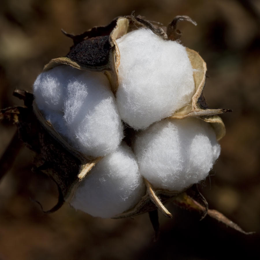 Bolls of Cotton Photograph by Kathy Clark