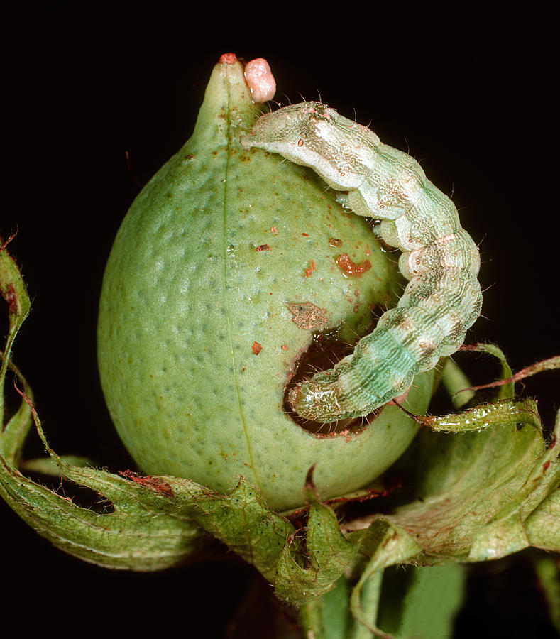 american bollworm