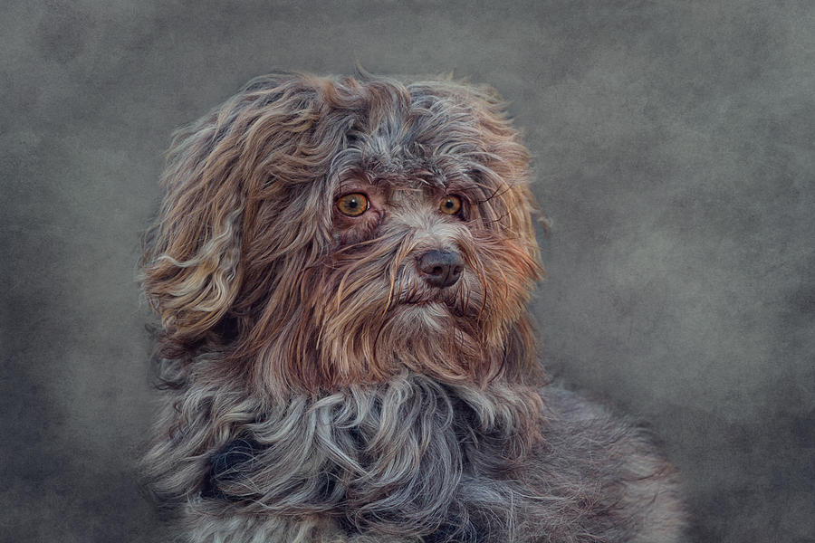 Dog Photograph - Bolonka Zwetna by Claudia Moeckel