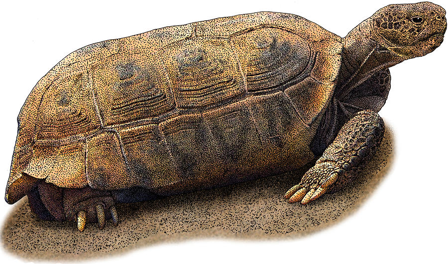 Bolson Tortoise, Illustration Photograph by Roger Hall