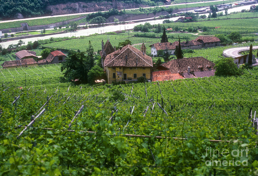 Bolzano Vineyard  Photograph by Bob Phillips